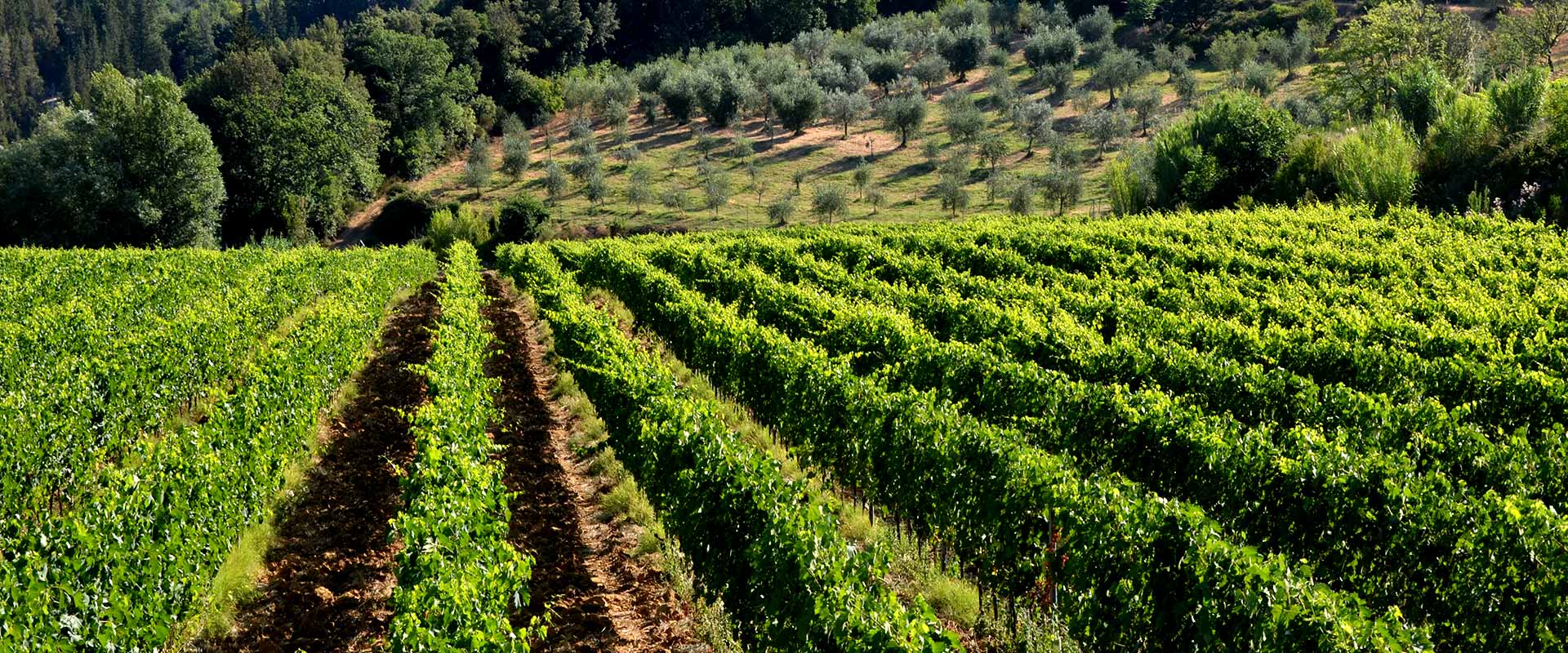 Vendemmia a Lucca: viaggio tra i filari del territorio