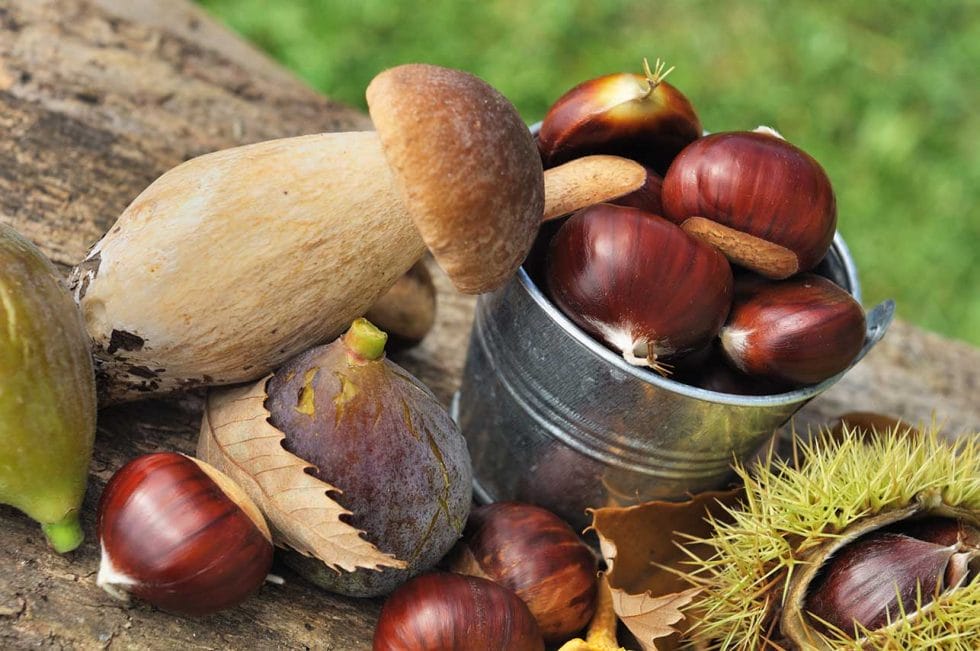 Il bosco in tavola: funghi e castagne della Garfagnana